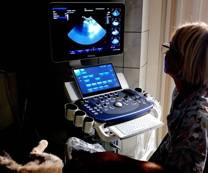 Ultrahang diagnosztika az Újpest-Vet rendelőben